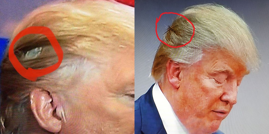 The Truth About Trump's Hair - wide 8