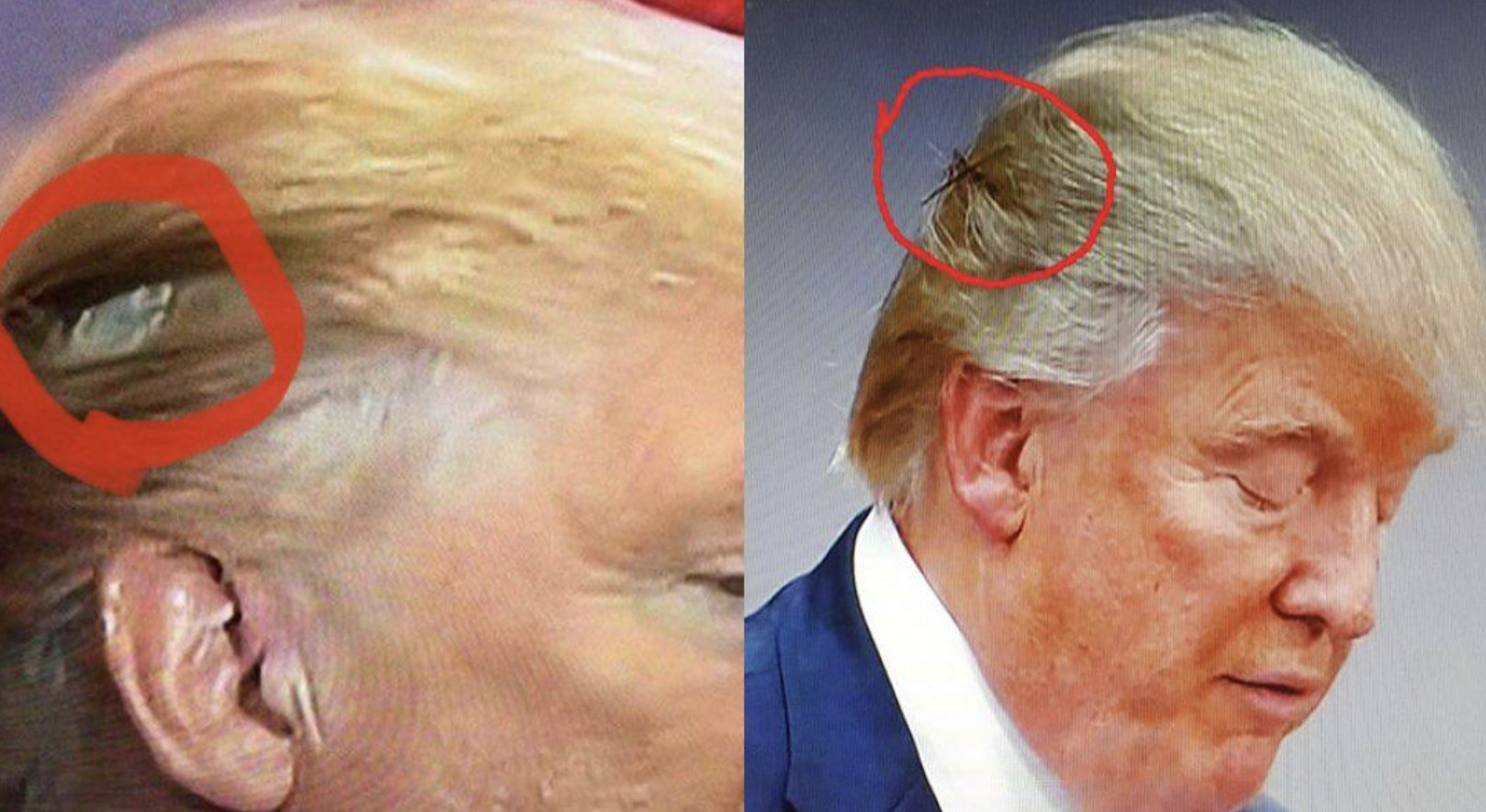 6. "Trump Girl" Blonde Hair Makeup - wide 2